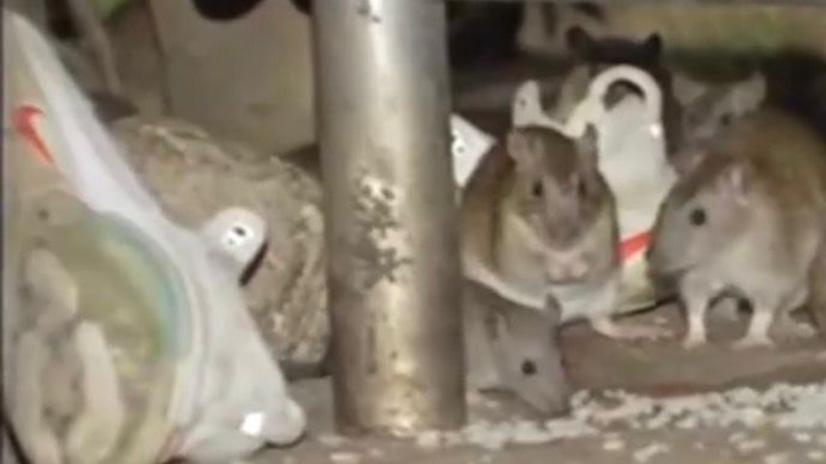 Alerta sanitaria en dos barrios de Engativá por proliferación de ratas