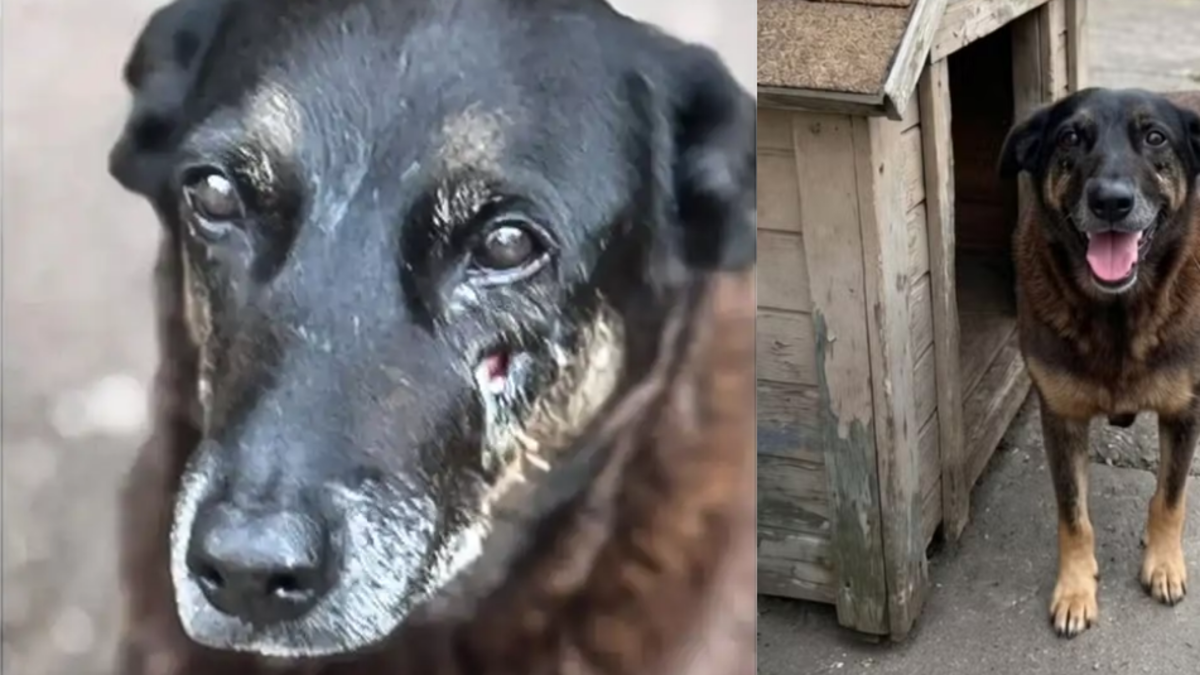 Cuatro adolescentes son investigados por matar a una perrita en Brasil; sus padres podrían estar implicados por presuntamente encubrir el crimen