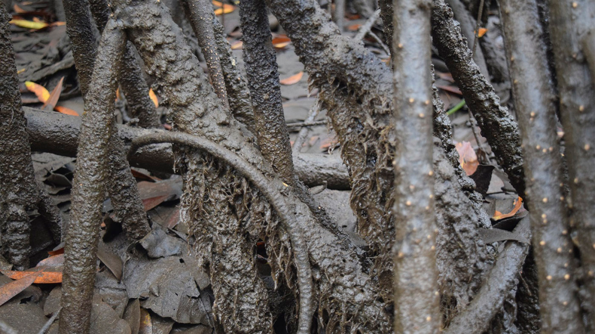 Con algas de Tumaco desarrollan producto para proteger los labios de la radiación solar