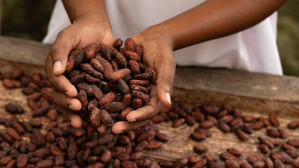 China acelerará el proceso de admisibilidad sanitaria y fitosanitaria del cacao colombiano