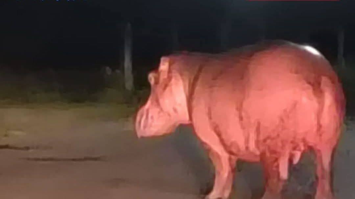La alerta inminente que hay en Barrancabermeja por otro avistamiento de hipopótamo en casco urbano: ¿Qué pasó con el contrato para retirar la especie?