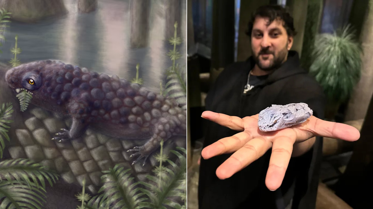 Fósil de hace 307 millones de años revela uno de los primeros herbívoros terrestres: aporta claves sobre la evolución de ecosistemas en tierra firme