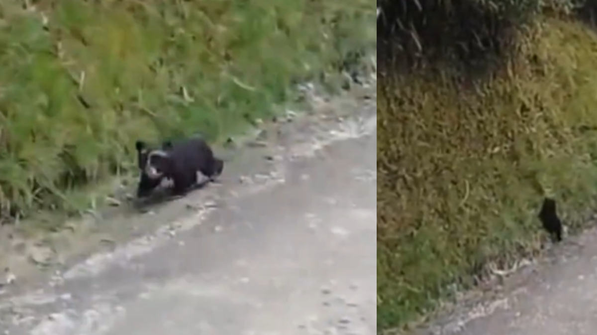 Video | Oso de anteojos bebé fue avistado desorientado en una vía del Páramo de Puracé, entre Huila y Cauca
