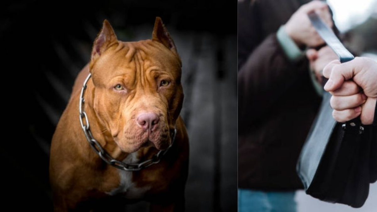 Ladrones usaron un perro pitbull para atacar y robar a una mujer en plena ciclorruta de Bogotá: la víctima fue mordida en una pierna
