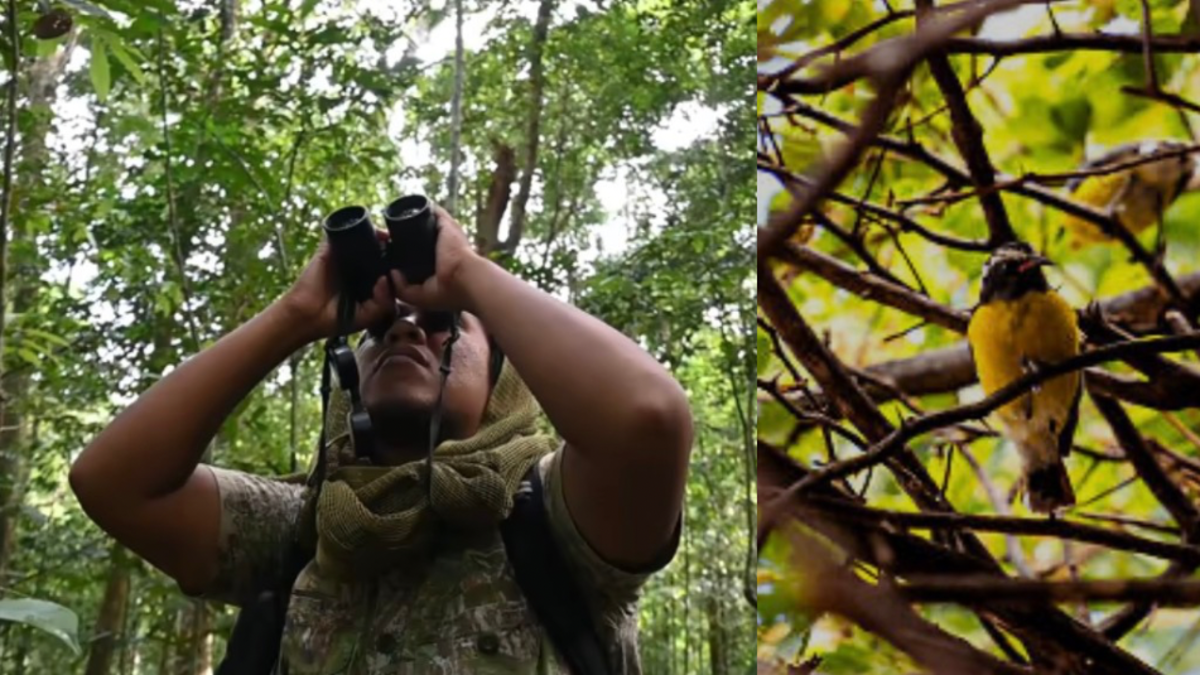 El impacto de la observación de aves en la arquitectura cerebral y la longevidad cognitiva