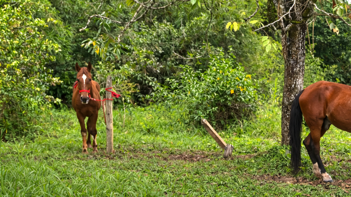 Dos caballos retirados de las carrozas turísticas de Cartagena encuentran nuevo hogar en centro agrario de la Universidad de Antioquia