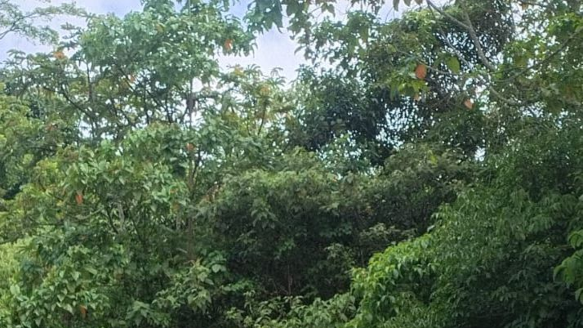 Cilindros provocaron cierre de la vía Panamericana en Cauca: la Fuerza Pública ha estado verificando los dispositivos que contendrían explosivos