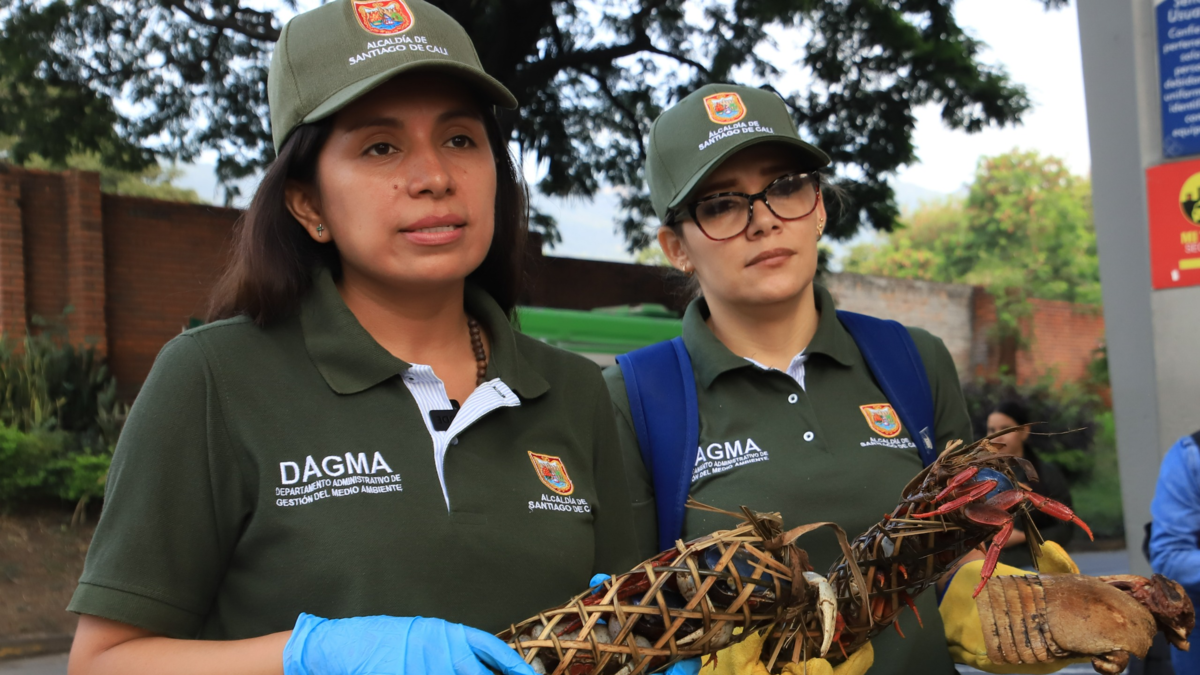 Tráfico ilegal de fauna en Cali: rescatan ocho cangrejos azules y decomisan un armadillo ahumado en una nevera de icopor en el equipaje de un bus
