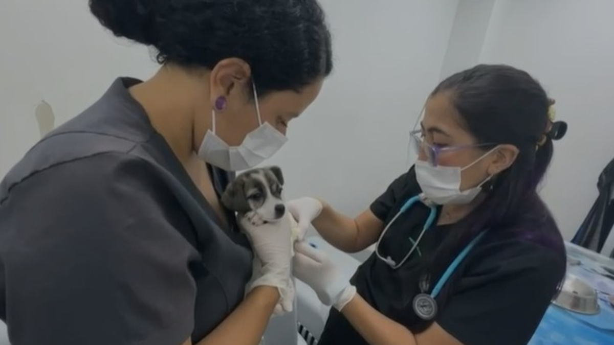 60 millones de multa y proceso penal: Fiscalía actuará por maltrato grave a minipig y ocho caninos en el nororiente de Cali