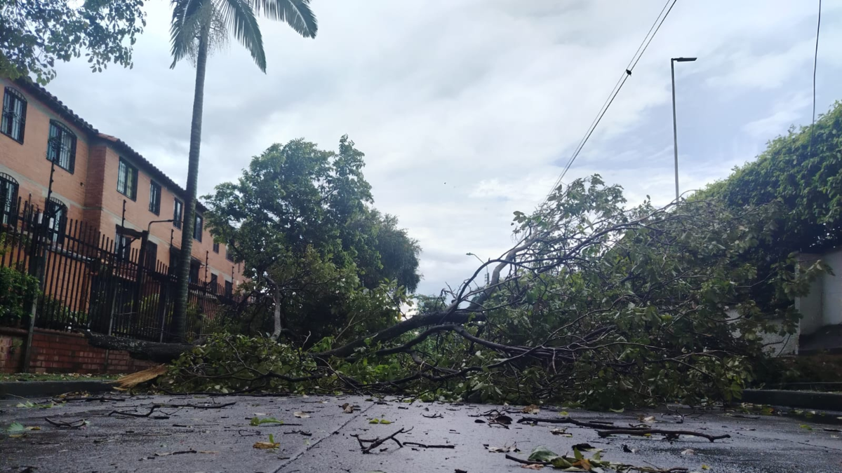 Emergencia por vendaval en Cali | En el norte de la ciudad varios árboles fueron arrasados por la fuerza de las lluvias: hay vías están cerradas