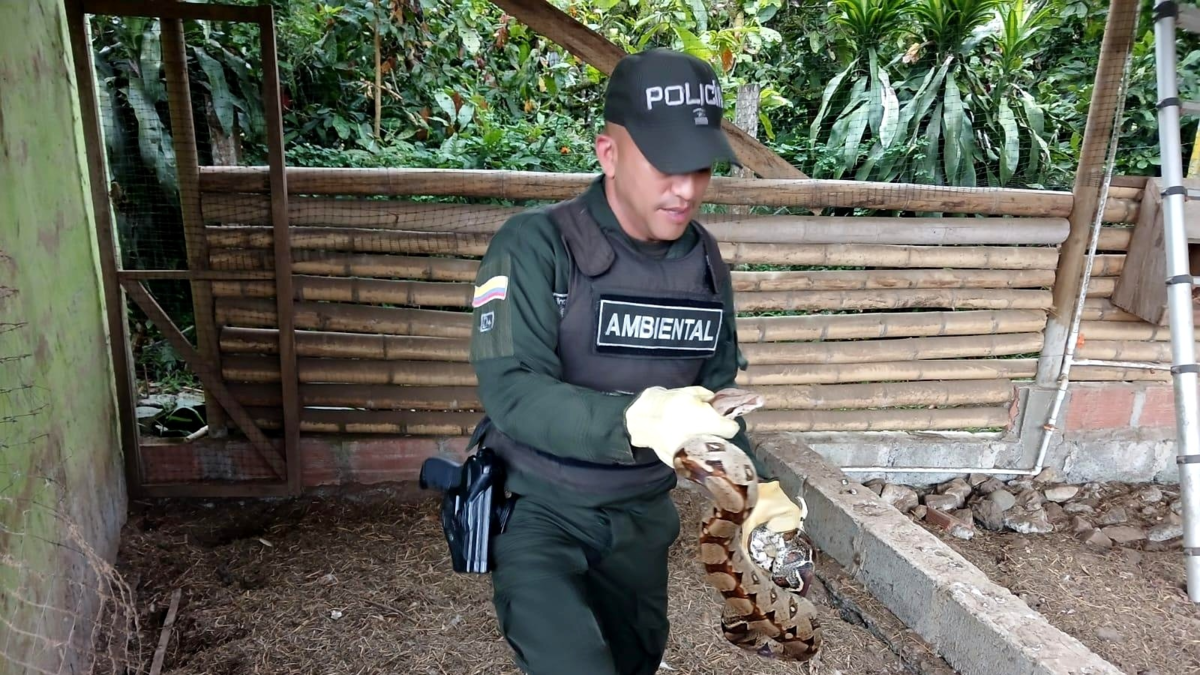 El drama de las especies que terminan en el plato o en cautiverio durante Semana Santa en Antioquia: autoridades fortalecen operativos