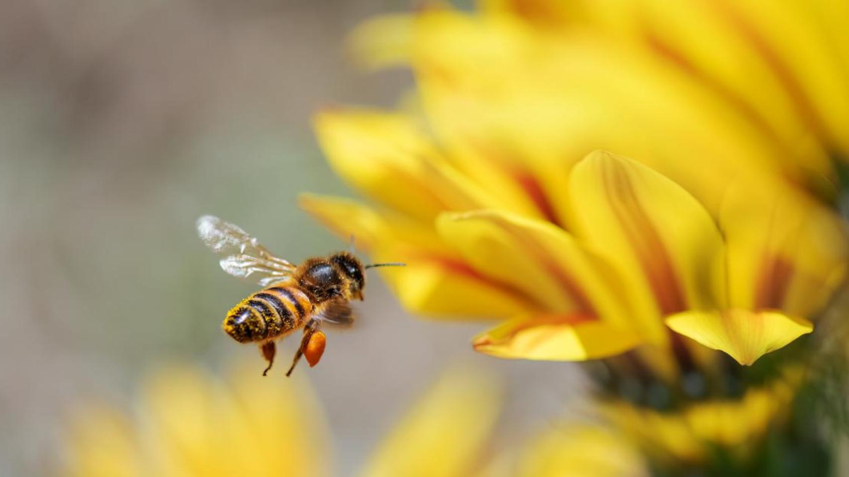 Por qué es bueno ver volando una abeja cerca de su casa: significado de una señal