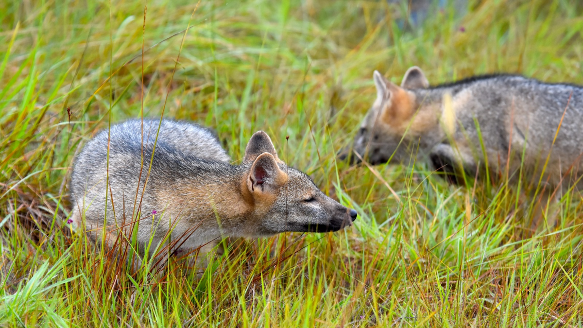 Avistan al zorro perruno en el norte de Bogotá: sepa cómo cuidarlo y protegerlo
