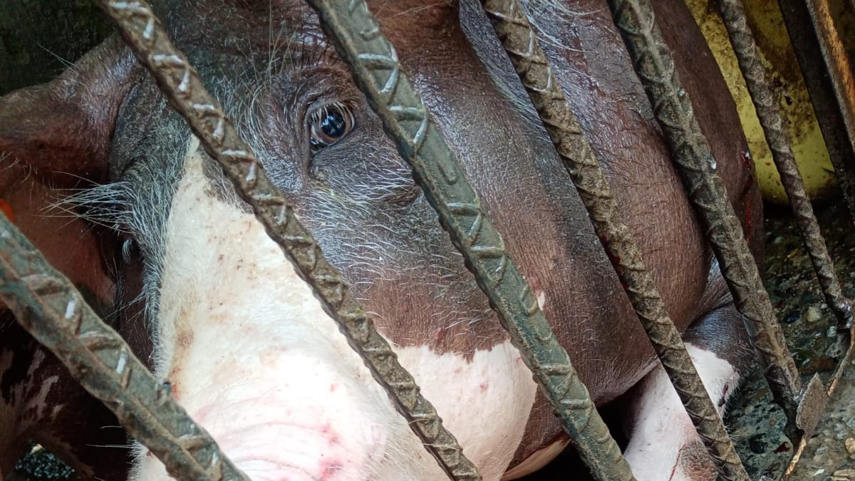 Campesinos denuncian que disparos de fusiles y explosivos lanzados desde drones afectaron fincas en Jamundí, Valle: hay hasta cerdos heridos