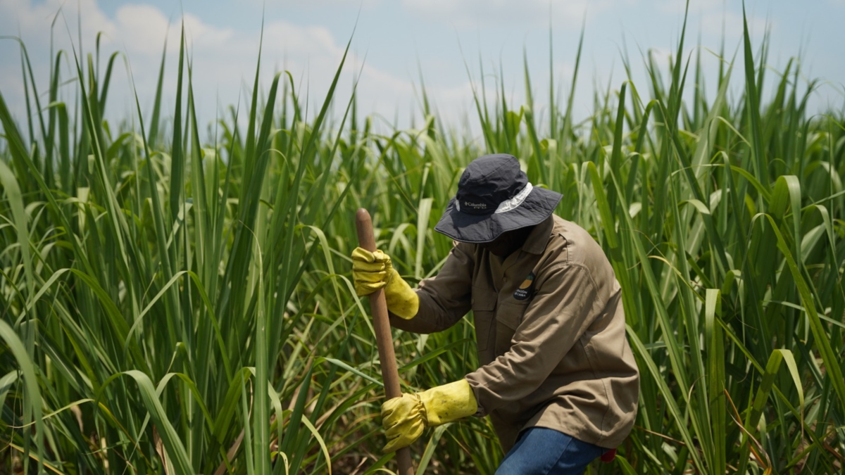 Los descomunales aumentos de avalúos catastrales para productores de caña y habitantes de zona rural en Valle y el país que alcanzan hasta 2'505.119 %