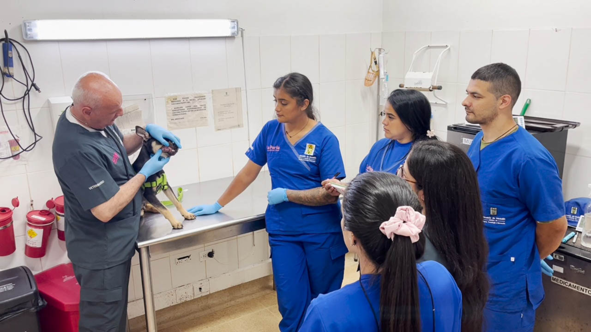 Curso gratuito de primeros auxilios para mascotas en Medellín: aprende a salvar vidas de perros y gatos en emergencias