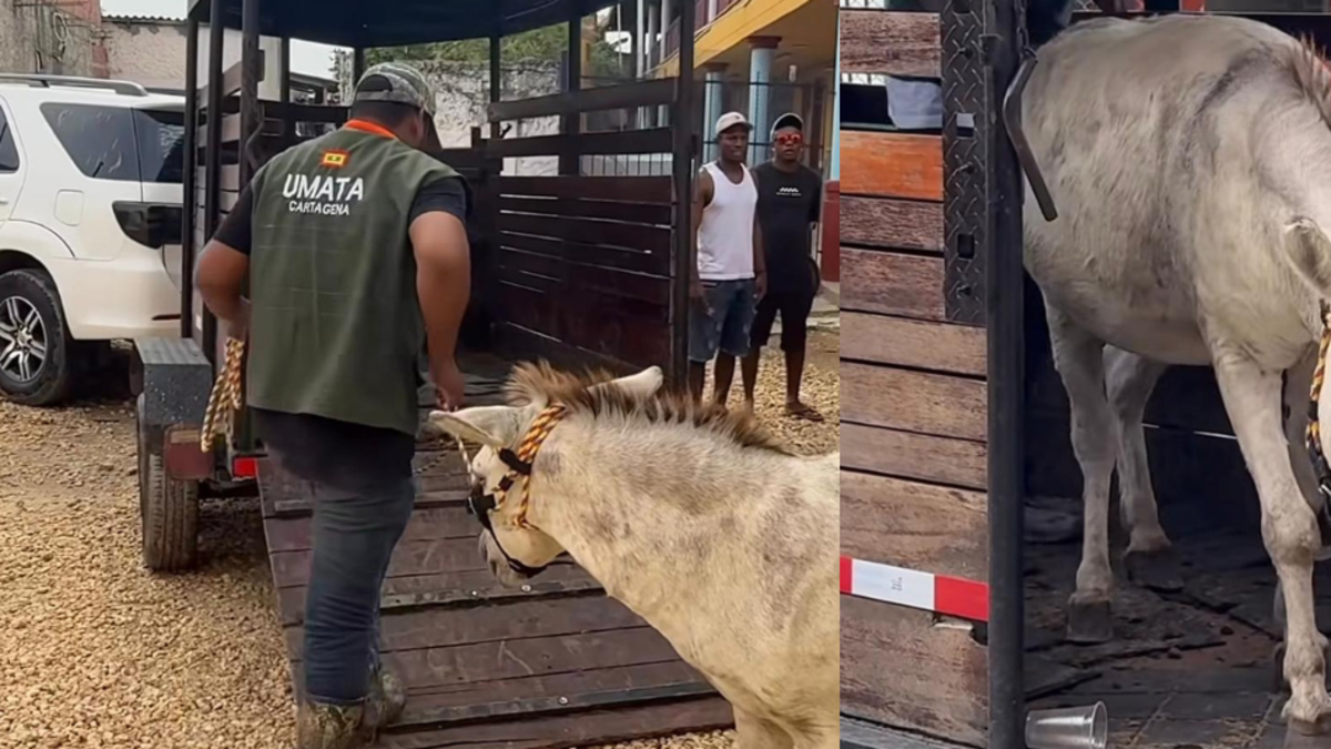 Rescatan en una isla de Cartagena a un burro que sufría maltrato animal: lo usaban como tiro al blanco
