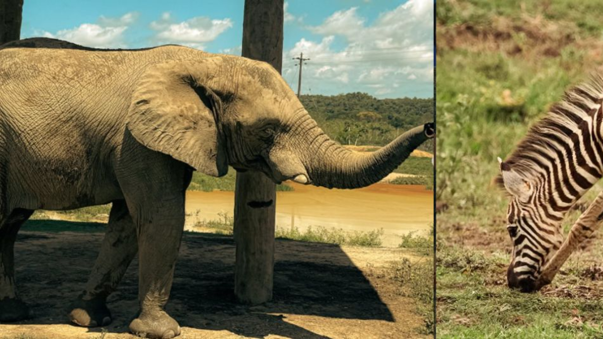 ¿Qué pasó con los otros animales que tenía Pablo Escobar en la Hacienda Nápoles? Jirafas, elefantes, cebras y más hacían parte de su patrimonio