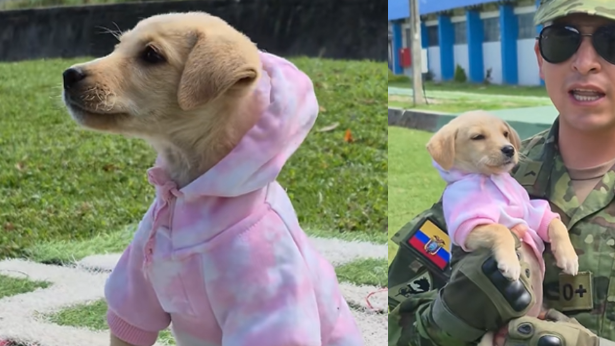 Ella es Tita, la perrita que cumplió su primera misión al sobrevivir y ahora busca un hogar: ‘La encontraron en pésimas condiciones’