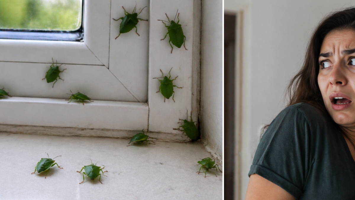 ¿Ha visto chinches verdes en casa? Esto significa su aparición y así puede retirarlas sin riesgos