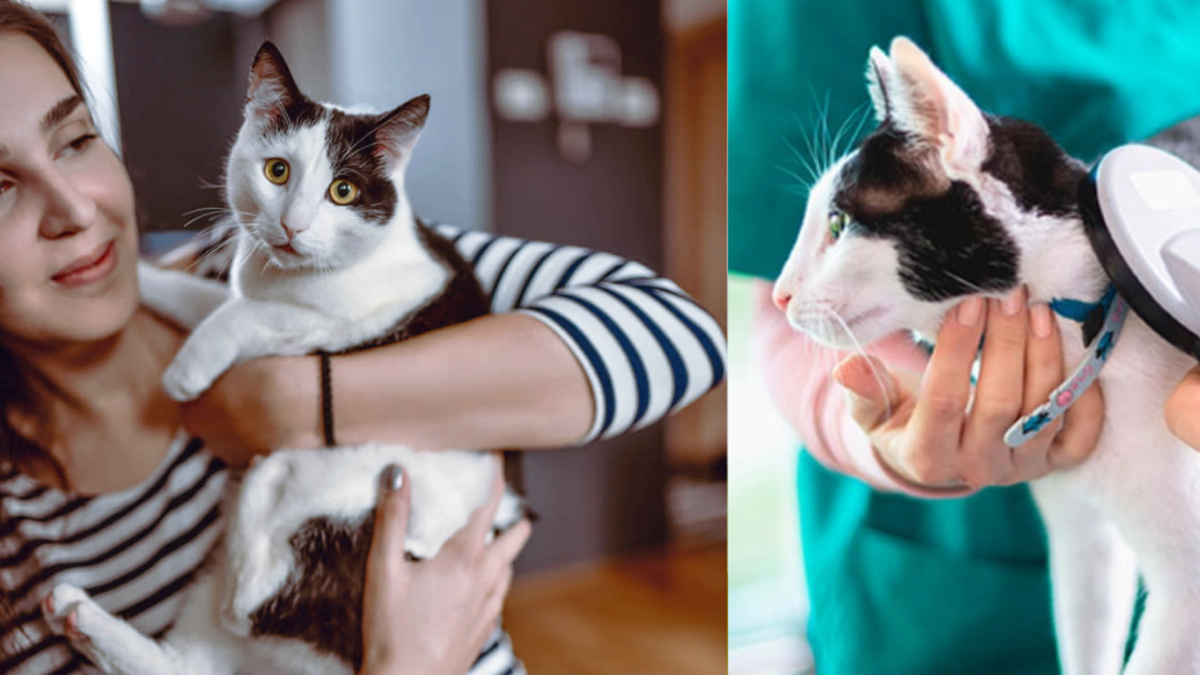 Gatita desaparecida por más de 5 años reaparece y se reencuentra con sus dueños: 'Hemos repartido volantes por todas partes'