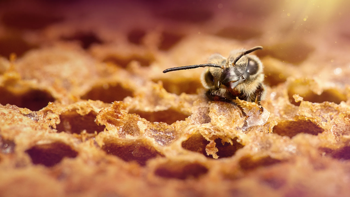 Secretos de las abejas: el nuevo documental de Disney+ que muestra la realidad desconocida de estos insectos