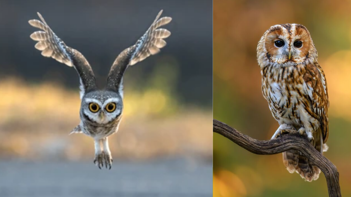 ¿Qué significa ver una lechuza de noche cerca de usted o de su casa? El mal agüero y otros mitos alrededor de esta majestuosa ave