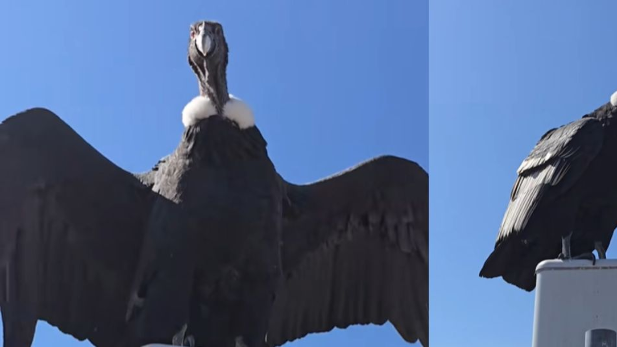 Hombre registró en video un impresionante encuentro con dos majestuosos cóndores de los Andes: 'Ya son mis amigos'
