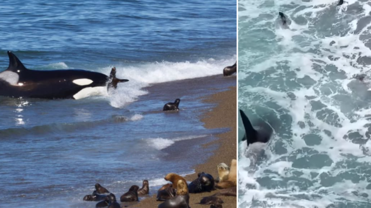 Guardafaunas registran a orcas cazando crías de lobos marinos en Península Valdés, Argentina: un comportamiento que sorprende a científicos