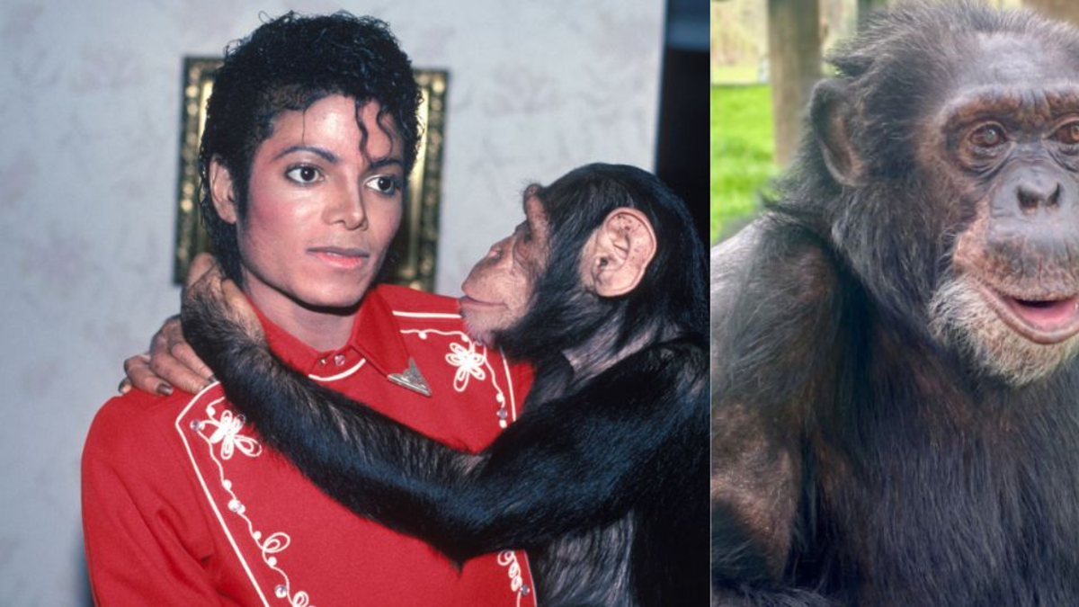 ¿Qué pasó con Bubbles, el chimpancés que adoptó Michael Jackson?