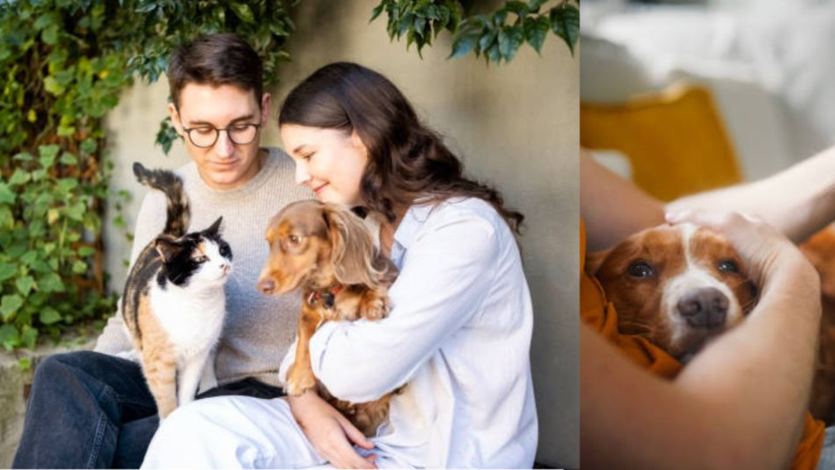 La importancia del tono de voz al comunicarse con su perro y gato: la ciencia revela cuál fortalece la relación con su 'Firulais' y 'michi'