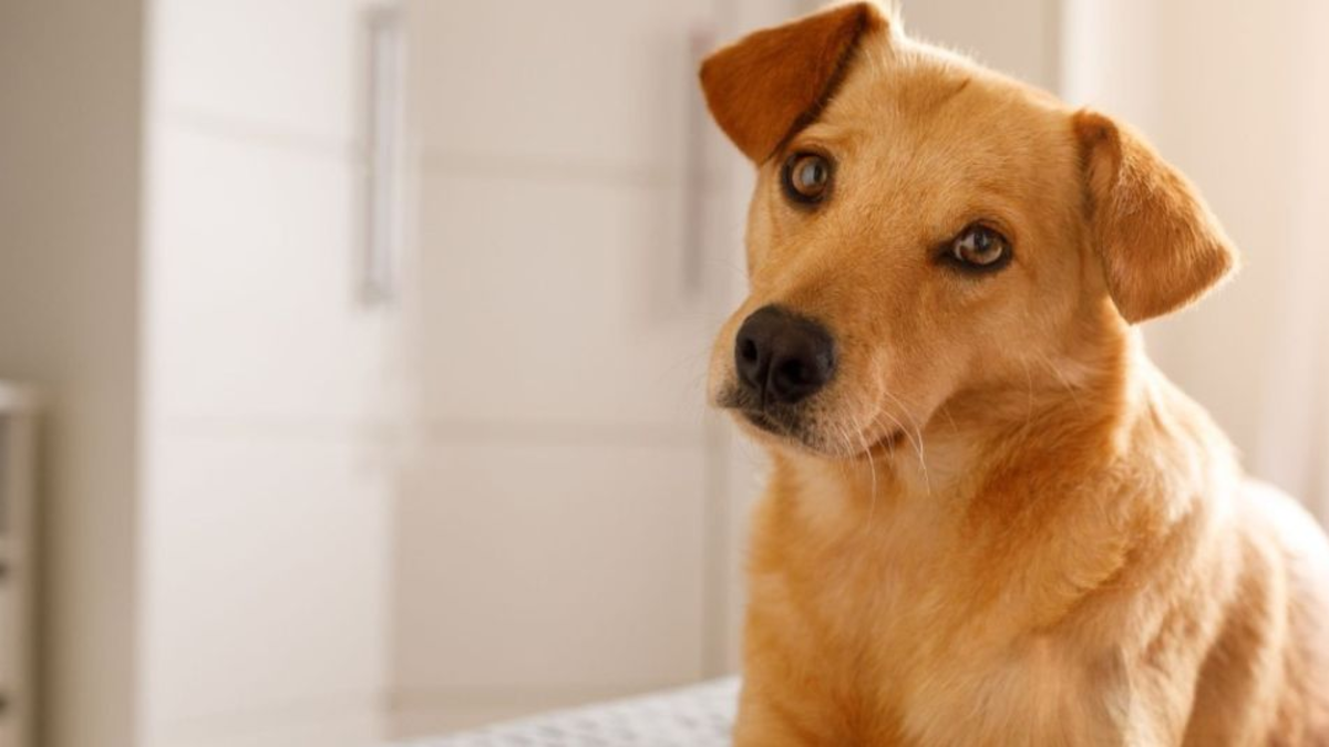 Perro caramelo: ¿cuál es el origen, características y por qué es tan común en Latinoamérica?