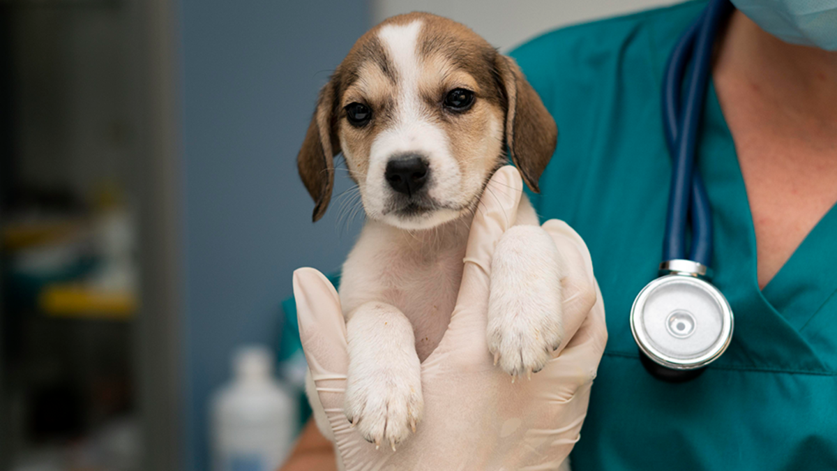 Día Mundial del Veterinario: claves para una consulta sin estrés en perros y gatos