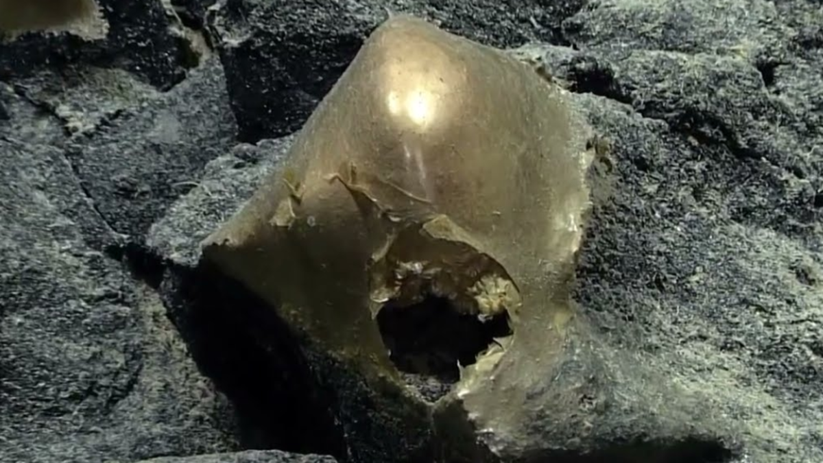 El misterio del ‘orbe dorado’ hallado en el fondo del océano finalmente tiene explicación: ¿cuál es su origen?