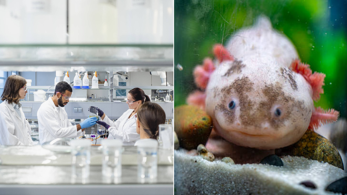 El misterio biológico de las salamandras: qué hacen distinto a los humanos según estudios en Science