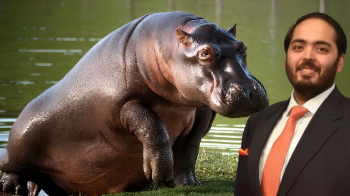 ¿Quién es Anant Ambani, el multimillonario de la India que se ofreció a llevarse 80 hipopótamos de Pablo Escobar para evitar la eutanasia en Colombia?
