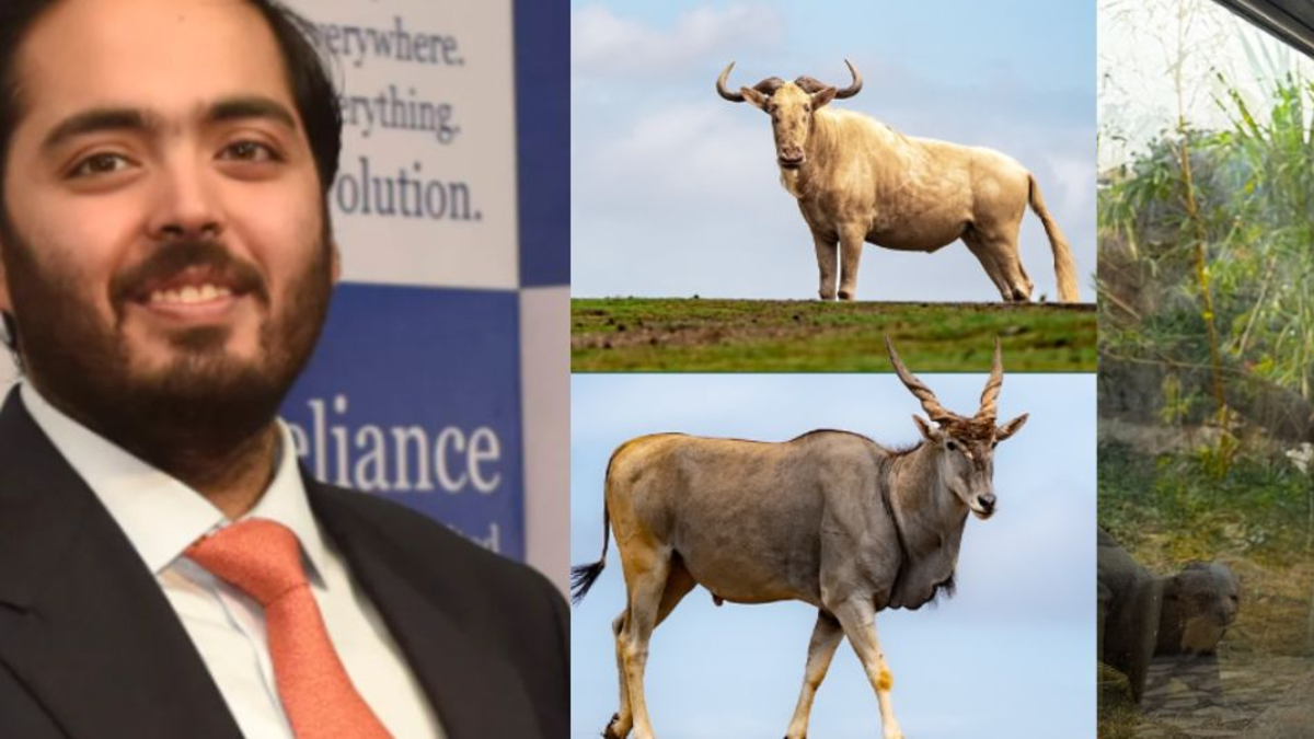 Así es el centro de conservación Vantara en India, al que Anant Ambani propone trasladar 80 hipopótamos de Pablo Escobar para evitar su eutanasia