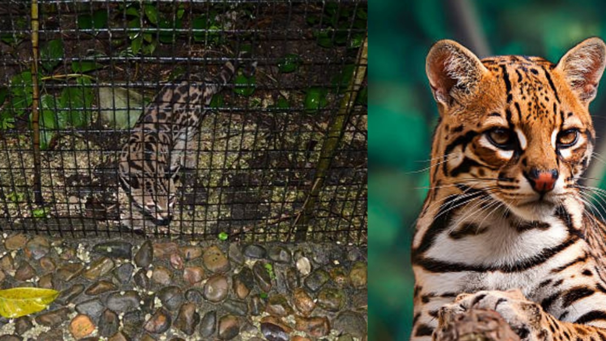 Rescatan ocelotes que eran vendidos en redes sociales desde una vivienda en Jamundí: Fiscalía investiga una red de tráfico