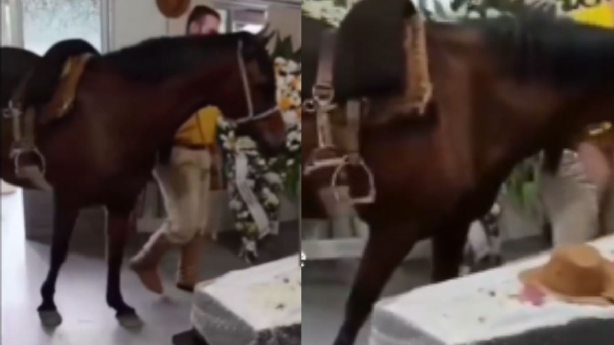 Conmovedora despedida en Brasil: yegua irrumpe en funeral, se acerca al ataúd y se despide de su dueño
