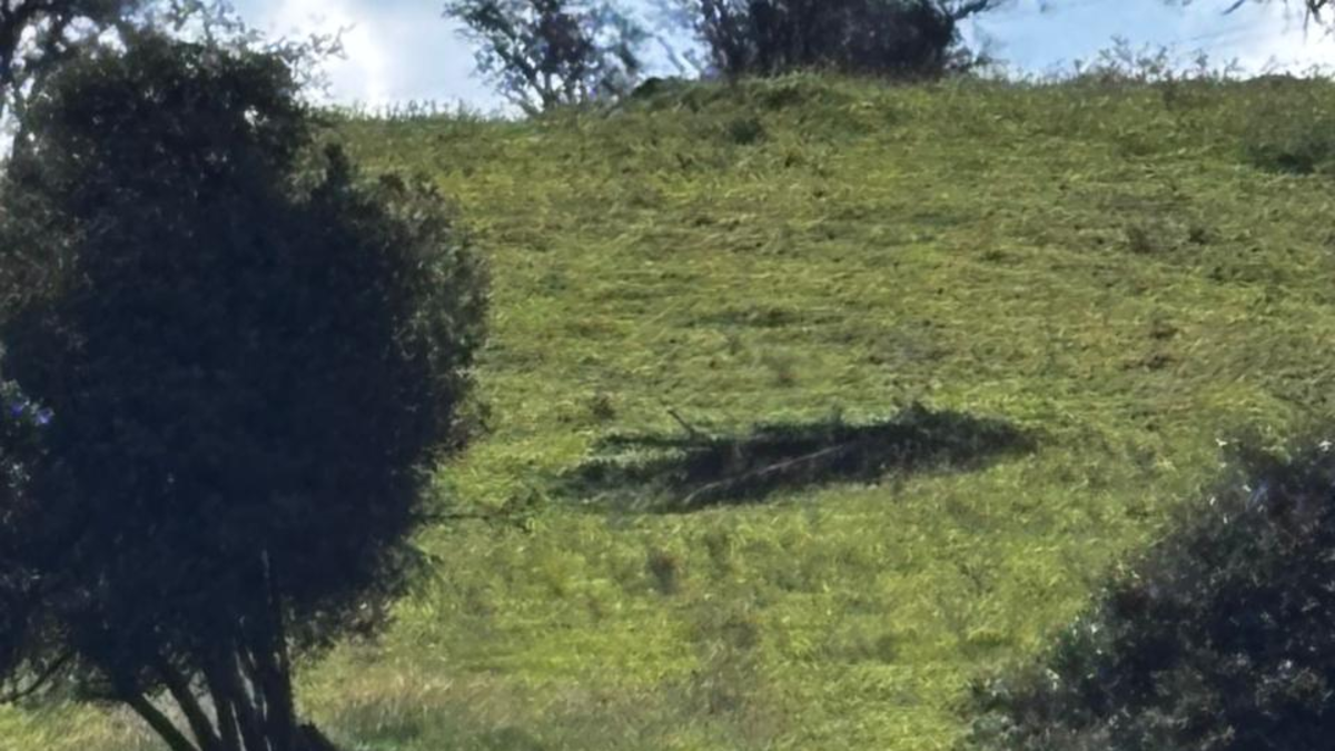 Autoridades verifican presencia de oso andino juvenil cerca de La Calera