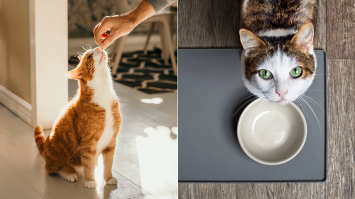 Alimentos de consumo humano que pueden poner en riesgo la salud de los gatos: guía completa