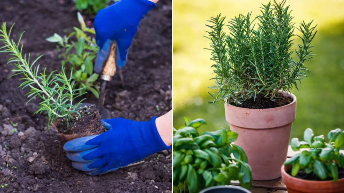 ¿Cómo cultivar romero correctamente y evitar que otras hierbas lo afecten? Estas son las especies que no deben estar cerca de esta planta