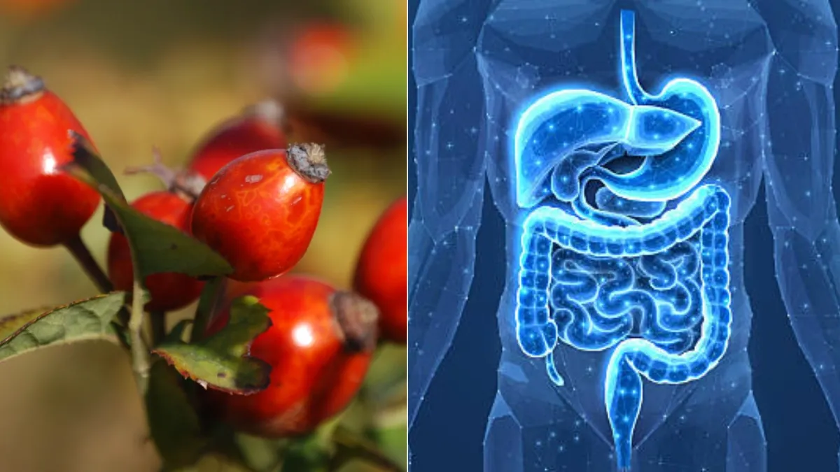 Rosa mosqueta: el fruto con calcio y magnesio que fortalece las defensas naturalmente