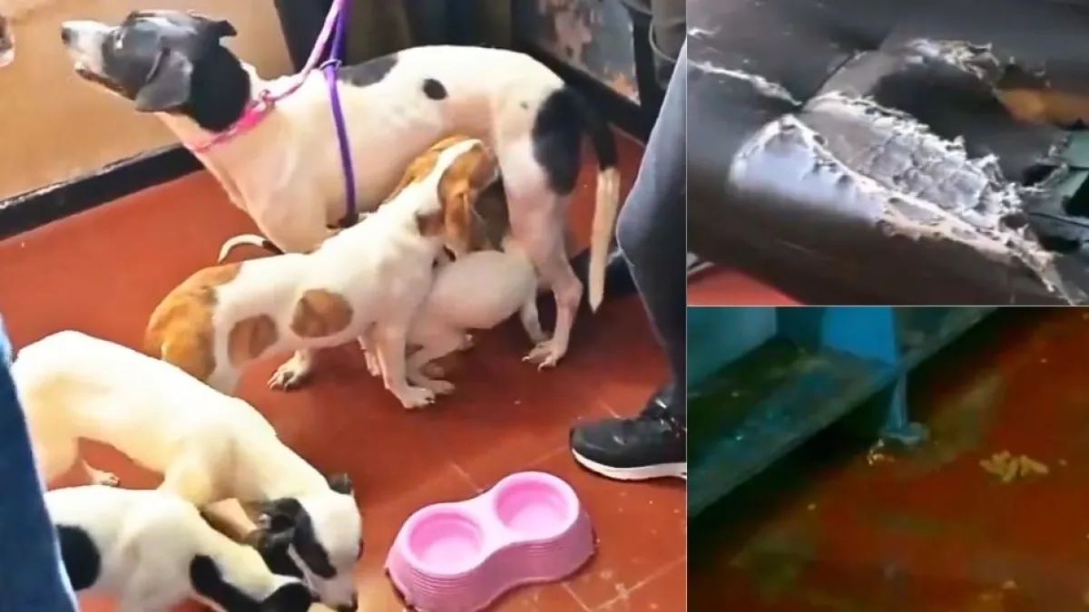 Rescate de una perrita y sus cachorros en Itagüí: autoridades intervienen por graves condiciones de maltrato animal y abandono
