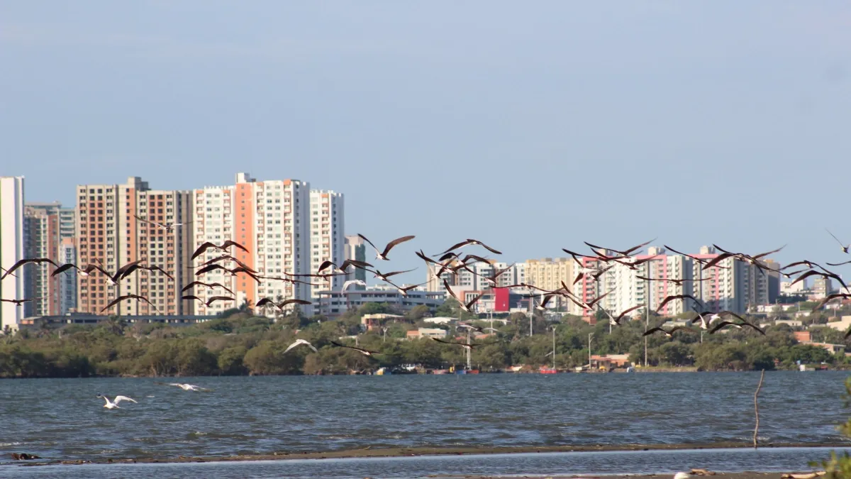 171 especies y contando: Barranquilla se suma como destino emergente al Global Big Day 2026, el mayor conteo de aves del mundo