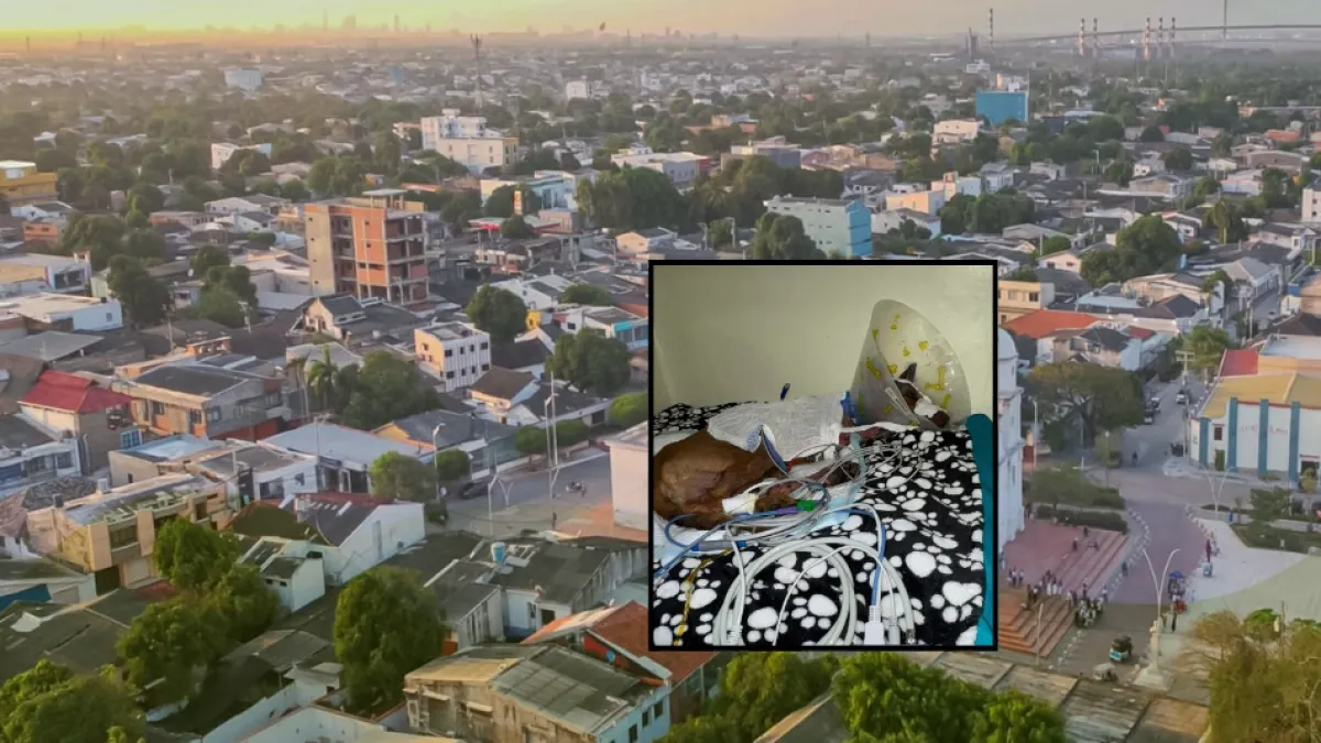 Barranquilla: buscan a responsables de quemar con químicos a un perrito: la Policía y la Fiscalía investigan el ataque