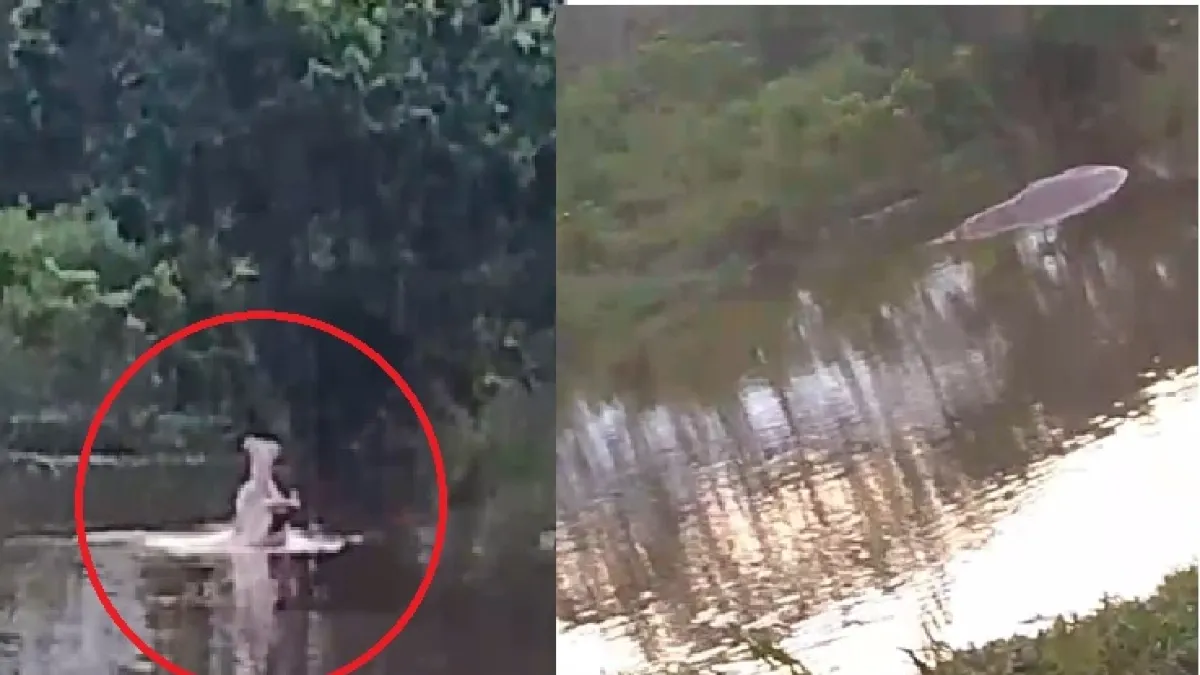 Video: cuatro avistamientos de hipopótamo en ciénaga de Barrancabermeja, apareció con la boca abierta, que, para autoridades, es sinónimo de ataque