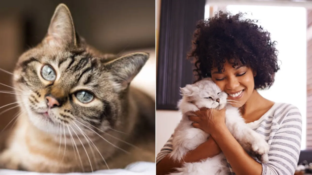 Beneficios de convivir con un gato, según la ciencia: efectos positivos en la salud y el bienestar