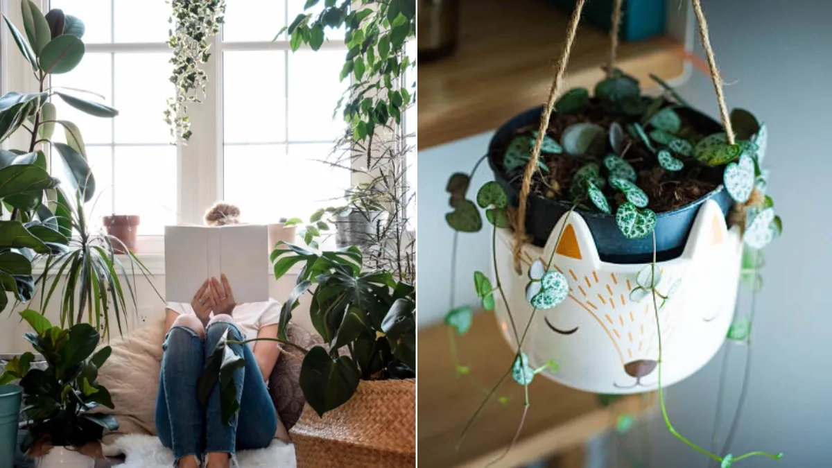 ¿Qué plantas sobreviven más tiempo en casa? Estas cuatro especies colgantes requieren pocos cuidados y pueden adaptarse a distintos espacios del hogar