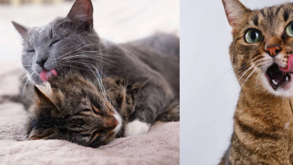 Razones por las que un gato saca la lengua: comportamientos normales y señales de alerta en su salud